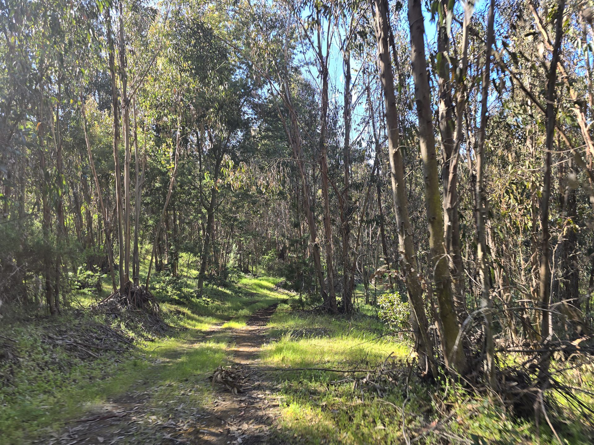 Sendero entre eucaliptos