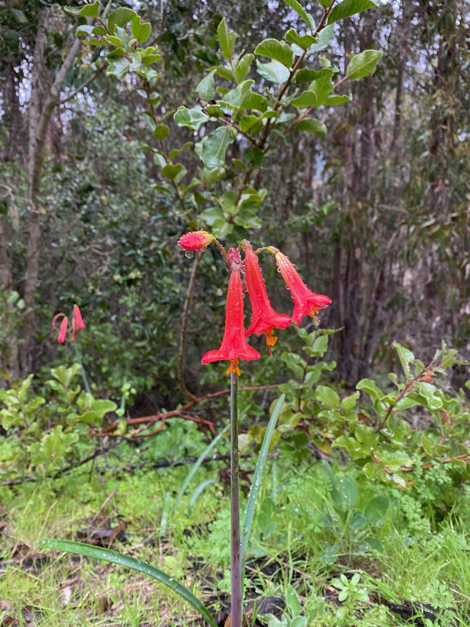 Copihue floreciendo en el terreno